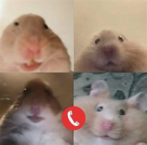 staring hamster|Staring hamster meme for zoom webcam .